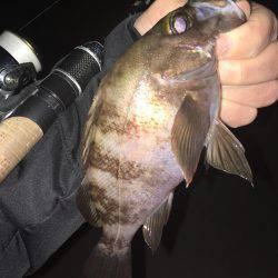 フロートリグでメバリング