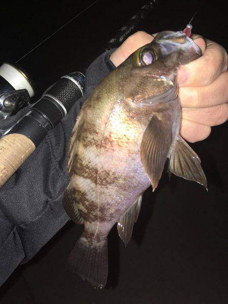 フロートリグでメバリング