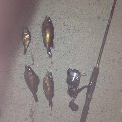 垂水漁港でメバリング!!