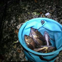 プラッキングメバル