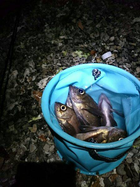 プラッキングメバル