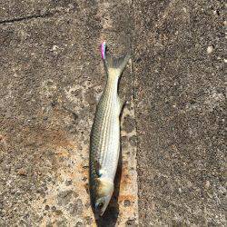 南港 デイシーバス