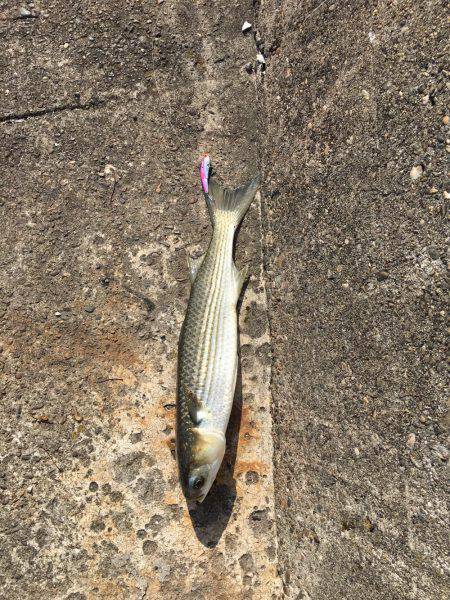 南港 デイシーバス