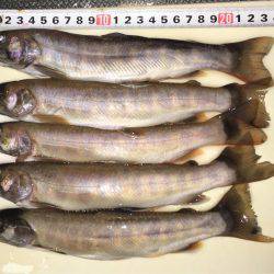 荘川でのルアートラウト