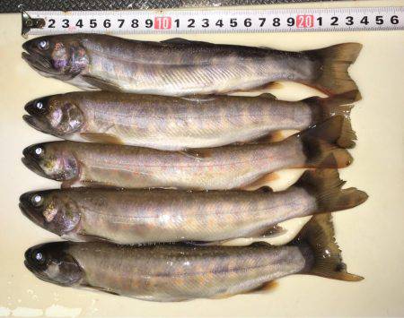 荘川でのルアートラウト