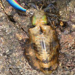 サイトエギングで良型ゲット‼️