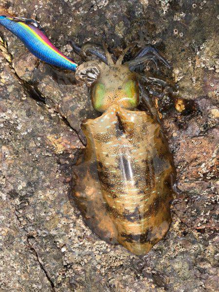 サイトエギングで良型ゲット‼️