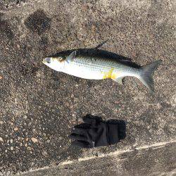 南港 ナイトシーバス