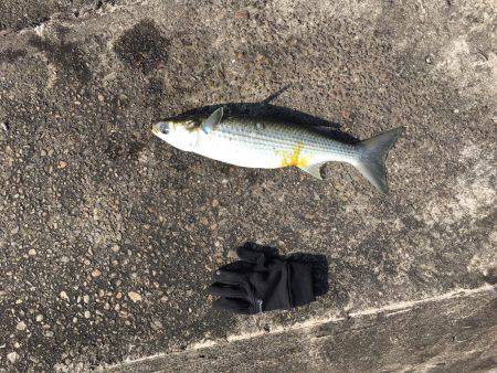 南港 ナイトシーバス