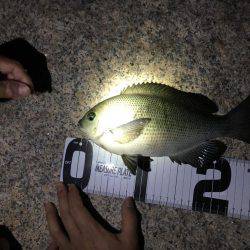 メバリングとエサ釣り