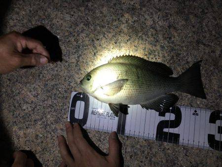 メバリングとエサ釣り