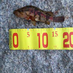 タケノコメバル