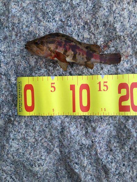 タケノコメバル