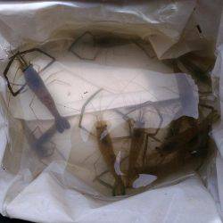 テナガエビ調査釣行in多摩川2