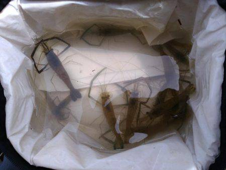 テナガエビ調査釣行in多摩川2