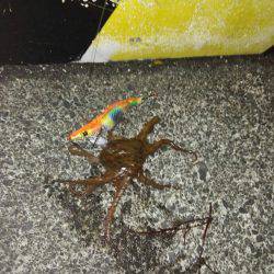 コウイカ連発！太刀魚も好調