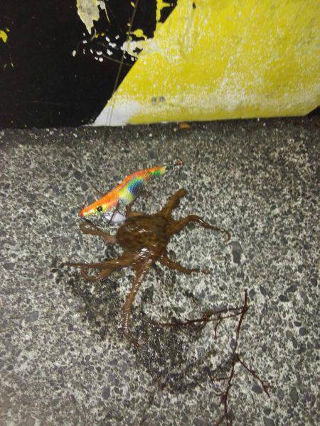 コウイカ連発！太刀魚も好調