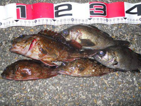 夕方～エビ撒き釣りでガシラ、メバル