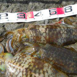 強風の中、磯のヤエン釣りでアオリイカ