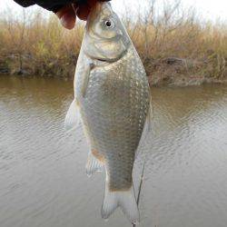 紀ノ川田井ノ瀬でヘラブナ釣り