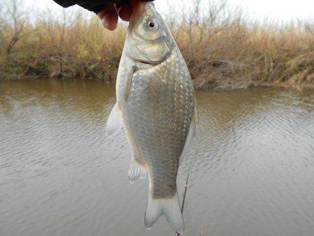 紀ノ川田井ノ瀬でヘラブナ釣り