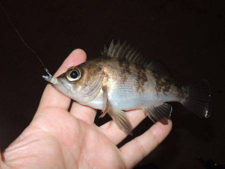 横の釣りになってきました