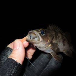 やっと２０Ｕｐ