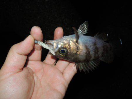 サイズは伸びない