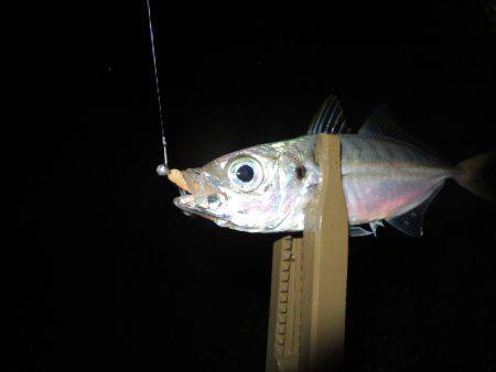 アジ釣れだしました