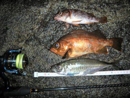 本日もメバリング