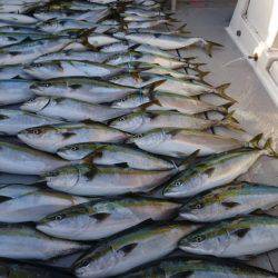 EBISU、爆釣り❗