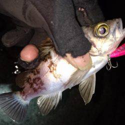 メバルプラッキング