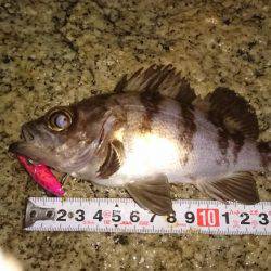 連日メバルプラッキング