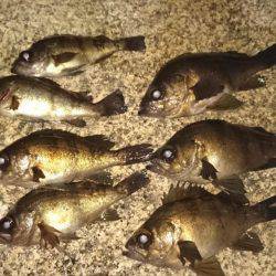 メバルプラッキング