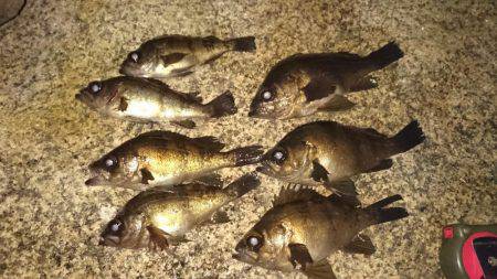 メバルプラッキング