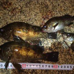 メバルプラッキング