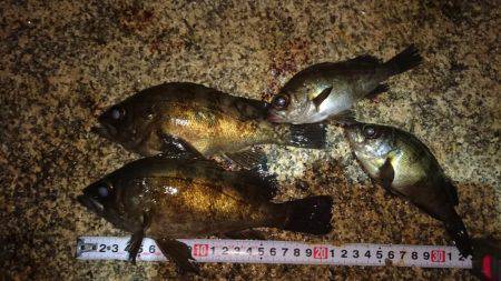 メバルプラッキング