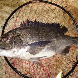 淀川キビレはじまってますよ！マチヌ3枚！