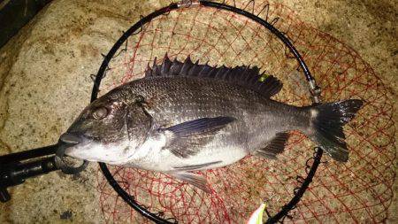 淀川キビレはじまってますよ！マチヌ3枚！