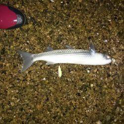 淀川キビレ始まりました！