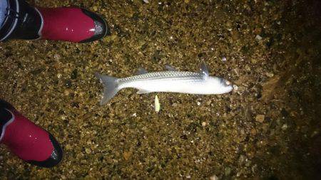 淀川キビレ始まりました！