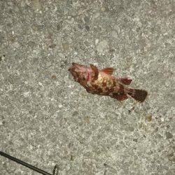 連日のメバリング