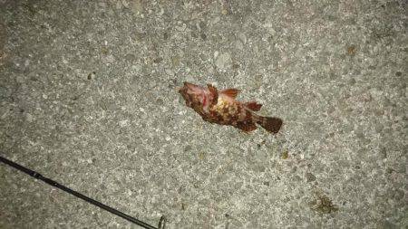 連日のメバリング