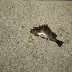 霧の中のメバリング