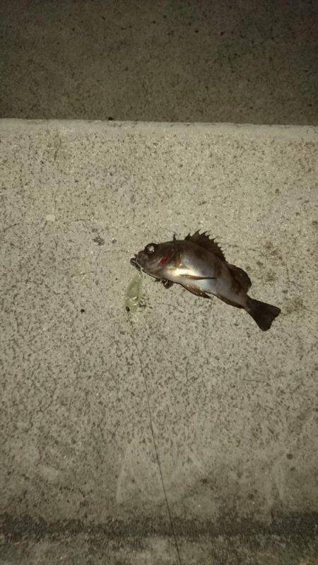 霧の中のメバリング