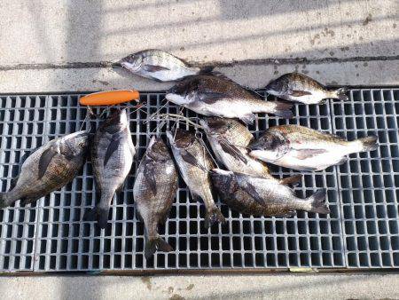 乗っ込み真っ最中！！