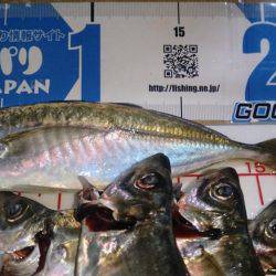 群れ小さいのかな