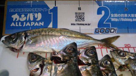 群れ小さいのかな