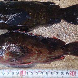 モンスター級出現!?