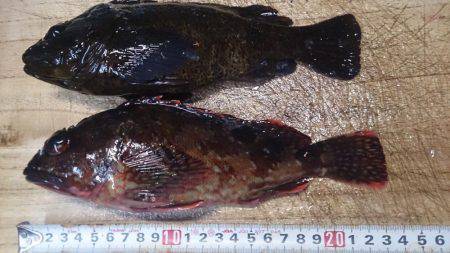 モンスター級出現!?